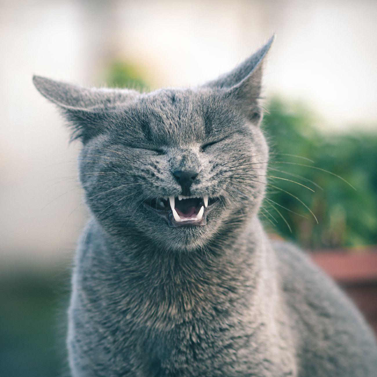 Why Japan Has So Many Cat Cafes: Culture, Cities, and Companionship
