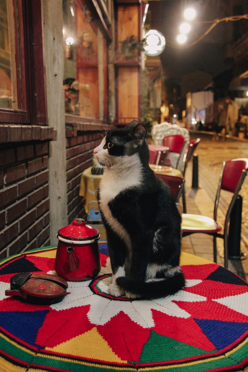 Customers sitting at small tables petting cats in a cozy Japanese cafe with cushions and cat towers along the walls.