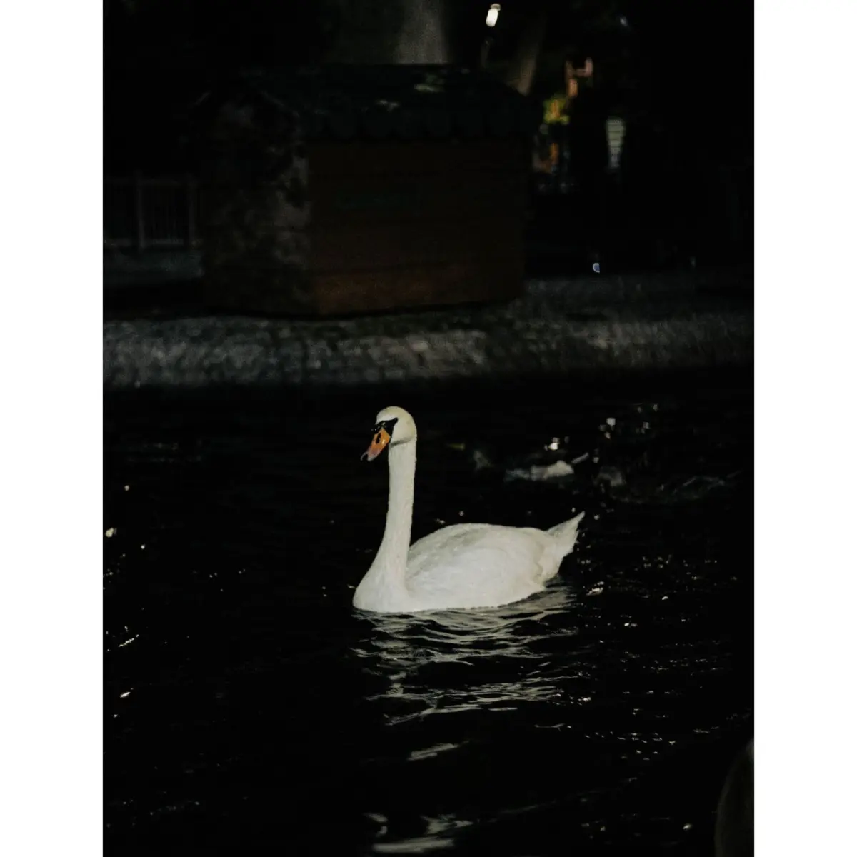 Why Japanese Float Paper Lanterns on Water at Night: The Meaning Behind Tōrō Nagashi