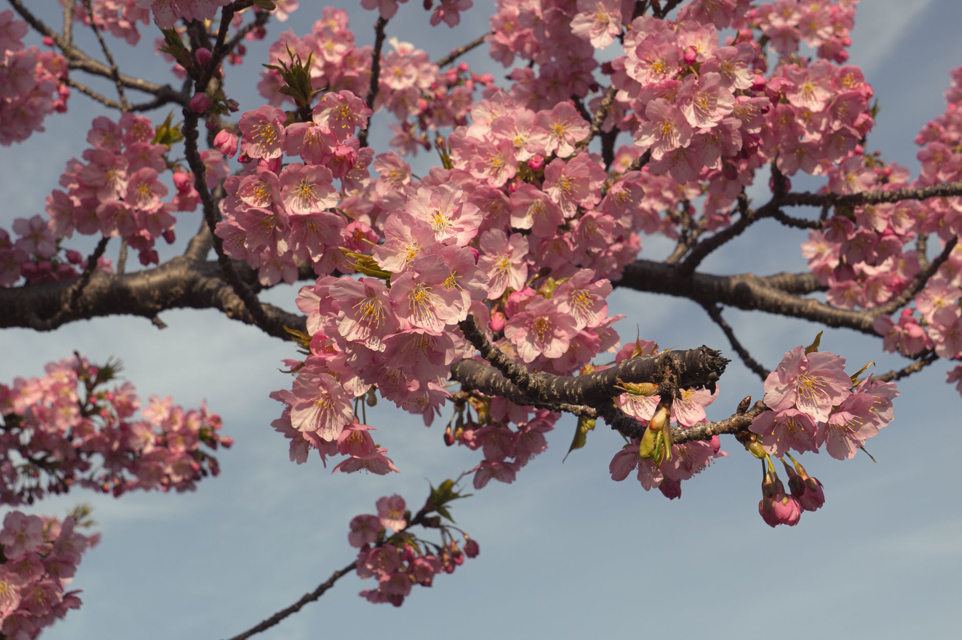 People sitting on blue tarps beneath blooming cherry blossom trees in a Japanese park during spring hanami celebration.