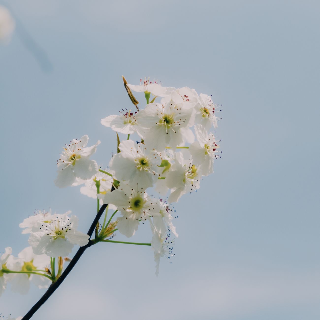Why All of Japan Celebrates Under Cherry Blossoms: The Heart of Hanami