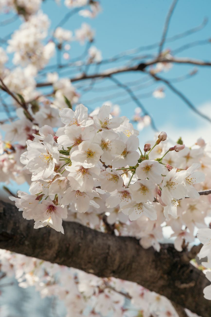 People sitting on blue tarps beneath blooming cherry blossom trees in a Japanese park during spring hanami celebration.