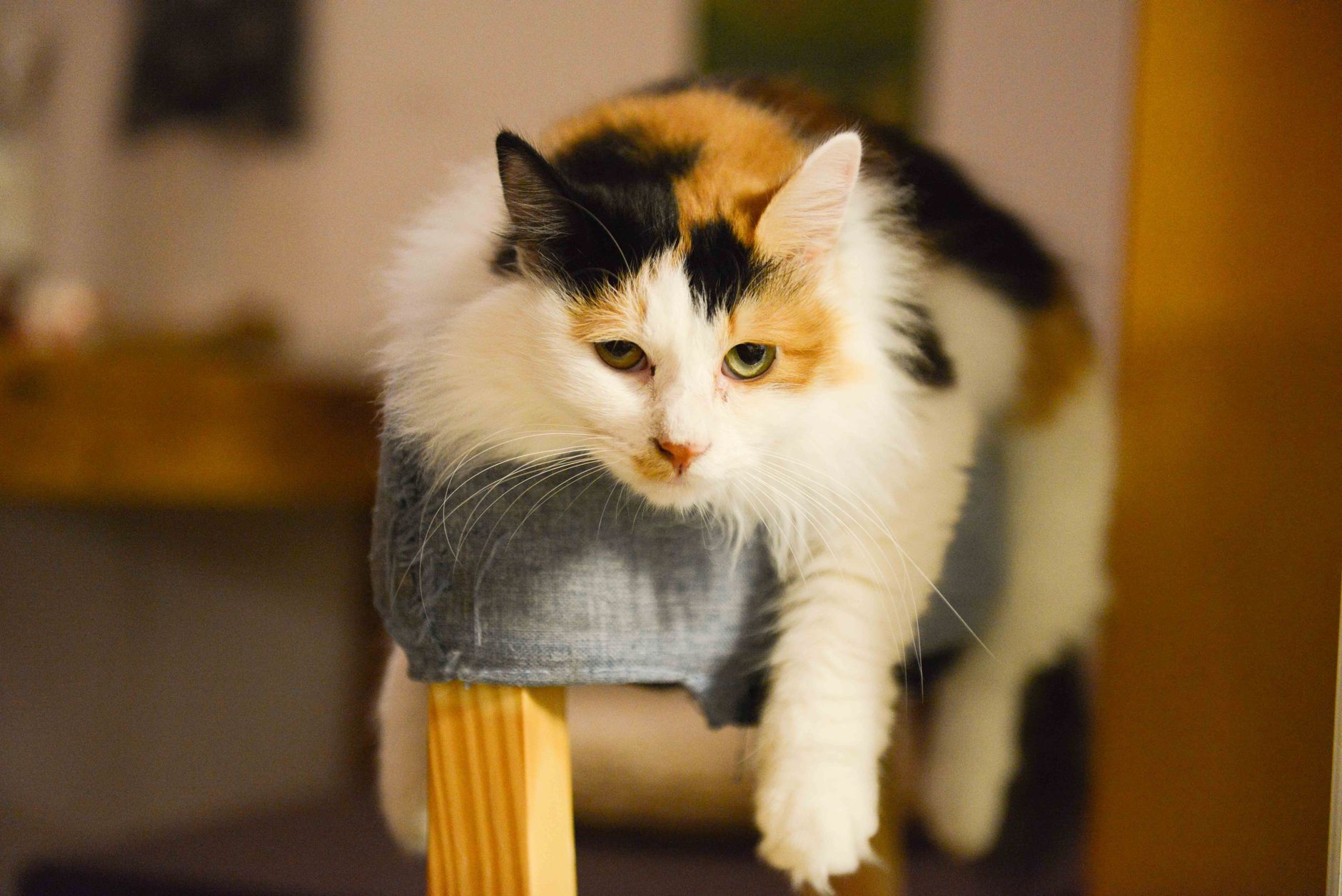 Customers sitting at small tables in a Japanese cat cafe while tabby and calico cats lounge on cushions nearby.