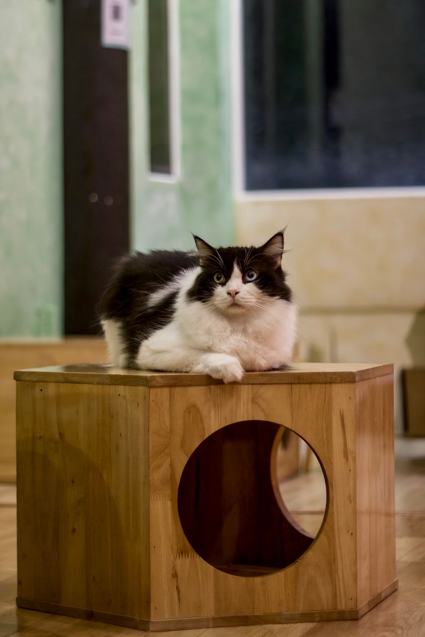 Customers sitting at small tables in a Japanese cat cafe while tabby and calico cats lounge on cushions nearby.