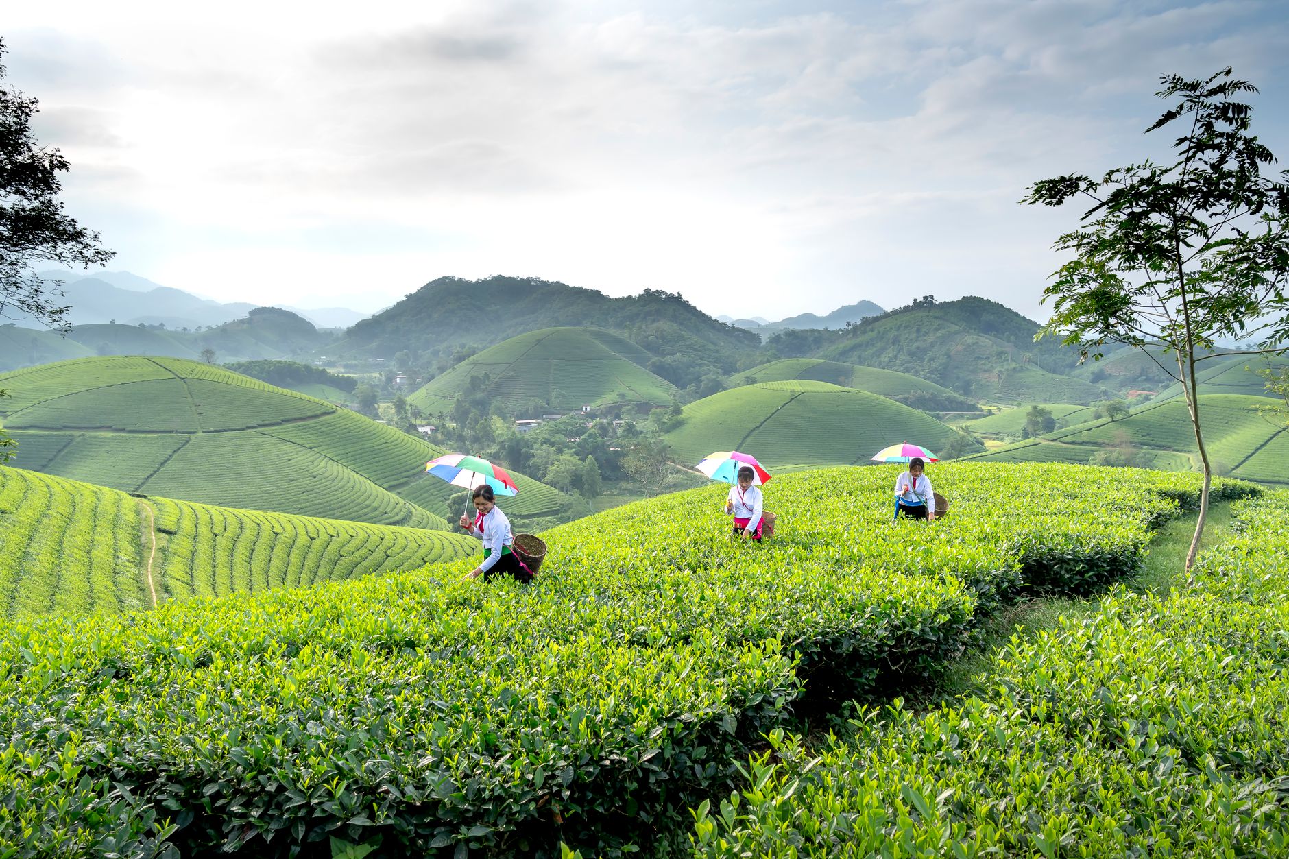 Rows of matcha tea plants covered by traditional black shade screens in a Japanese tea field under soft sunlight.