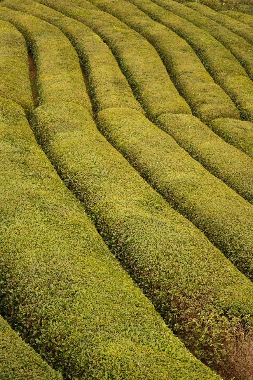 Rows of matcha tea plants covered by traditional black shade screens in a Japanese tea field under soft sunlight.