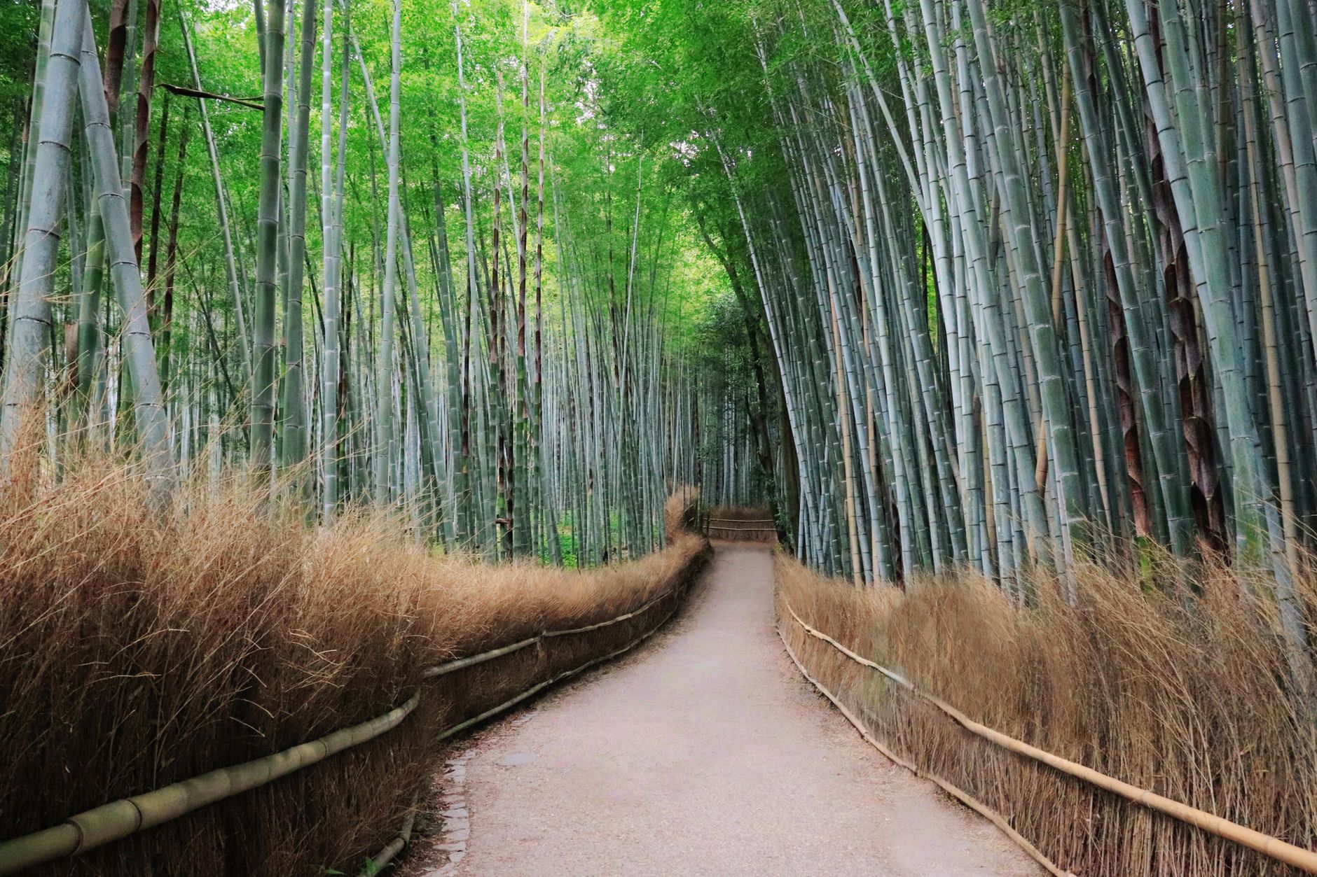 Towering bamboo stalks create a natural corridor with dappled sunlight filtering through dense green canopy in Arashiyama, Kyoto.