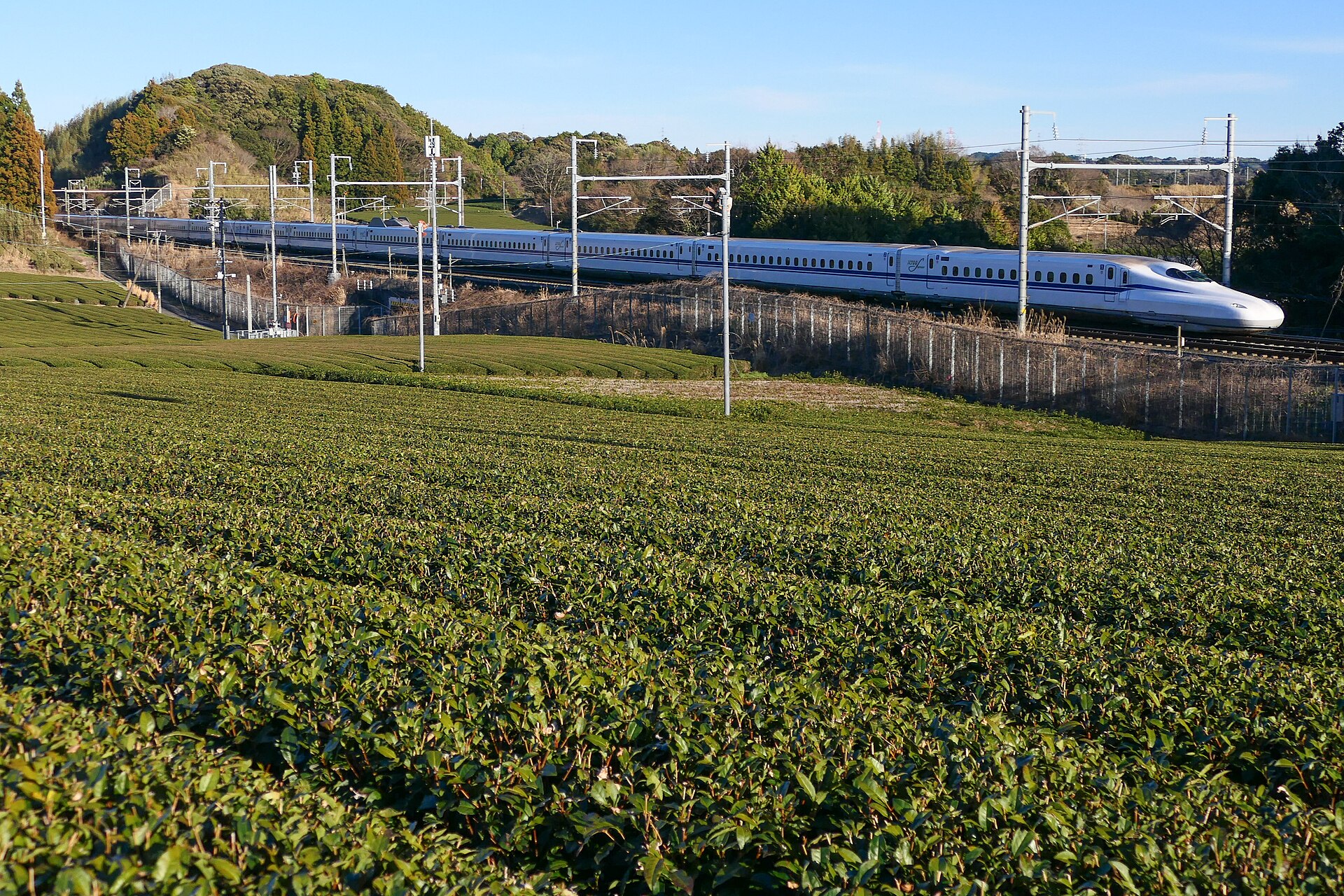 Rolling hills of vibrant green tea fields stretching toward Mount Fuji under clear blue sky in Shizuoka Prefecture, Japan.
