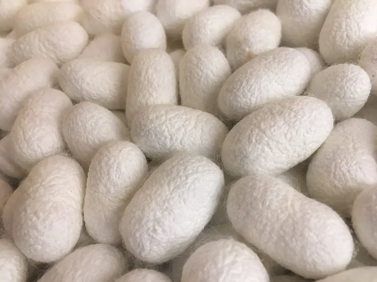 Yuki Tsumugi: The Silk That Takes A Year