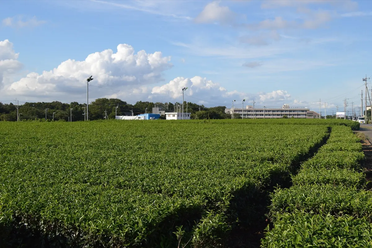 Sayama Tea: One of Japan's Three Great Teas