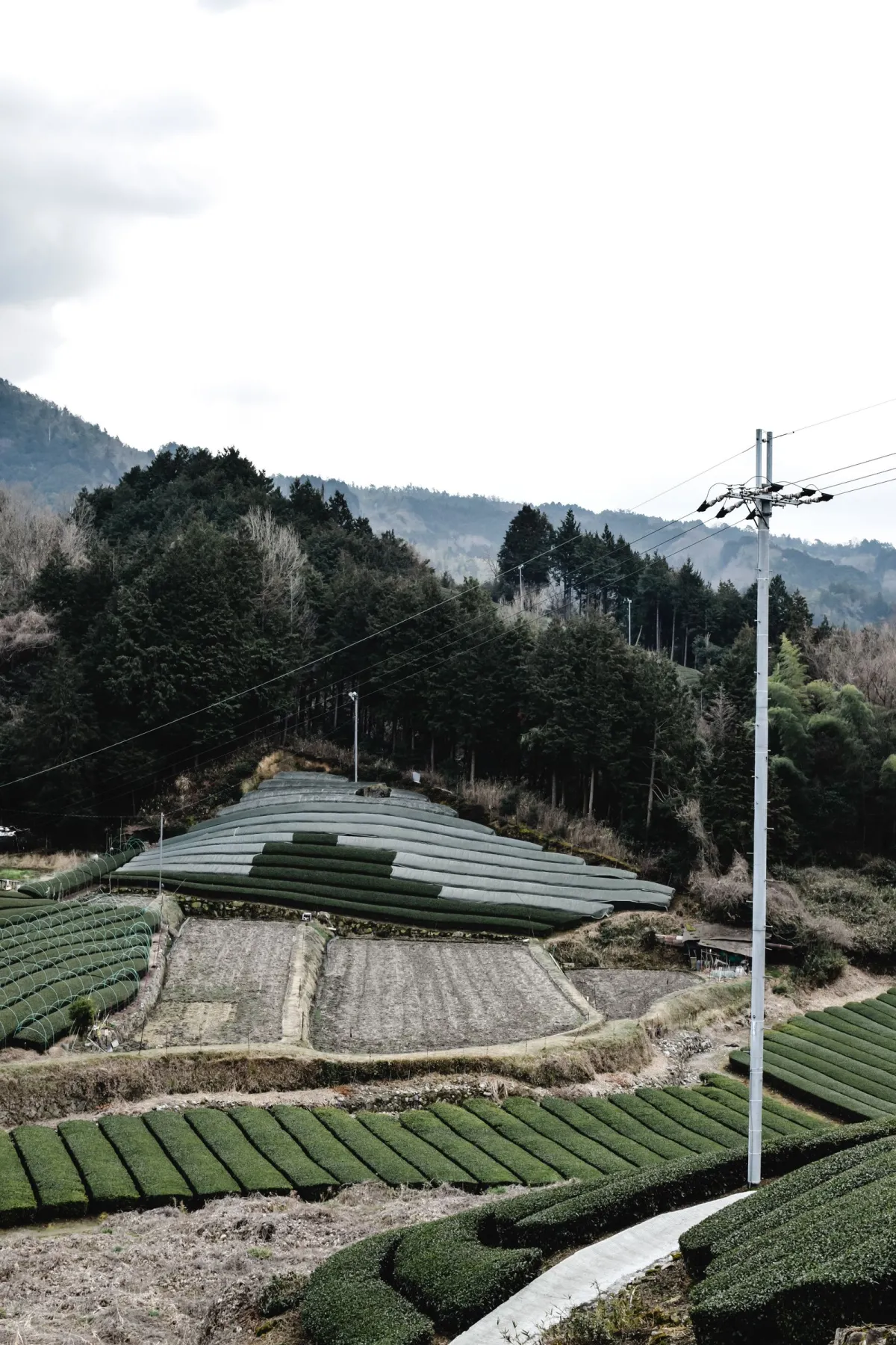 Neat rows of vibrant green tea bushes covering a hillside under morning mist in rural Japan.