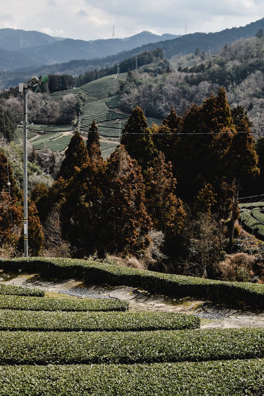Neat rows of vibrant green tea bushes covering a hillside under morning mist in rural Japan.