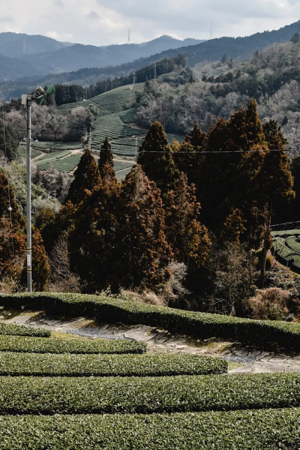 Neat rows of vibrant green tea bushes covering a hillside under morning mist in rural Japan.