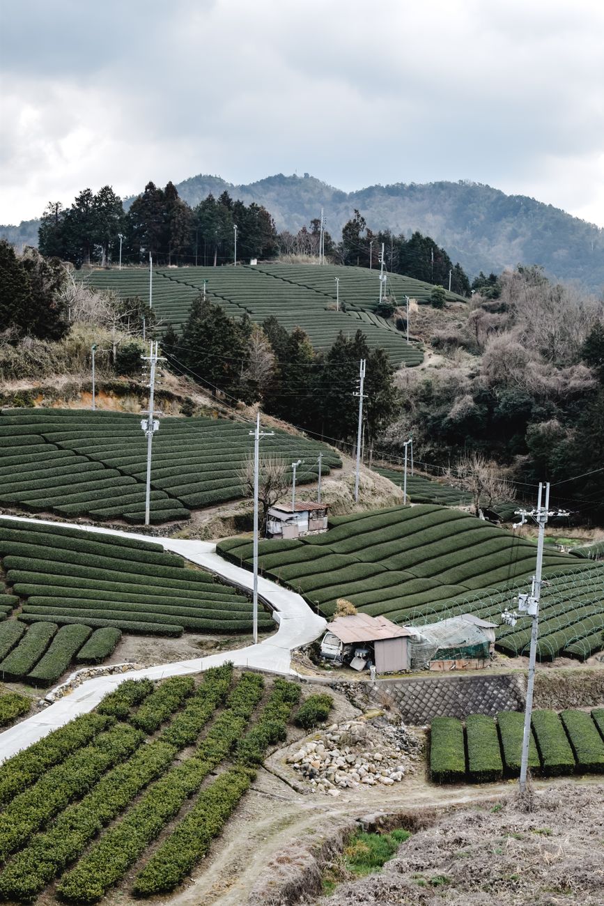 Buddhist monks preparing matcha tea in a traditional Japanese temple garden surrounded by carefully pruned tea plants and stone lanterns.