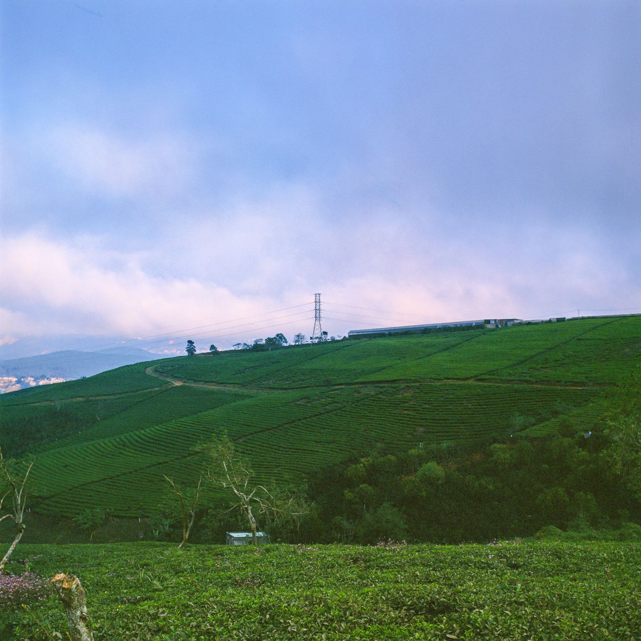 Eisai Tea and the Foundations of Japanese Tea Culture: The Monk Who Changed a Nation