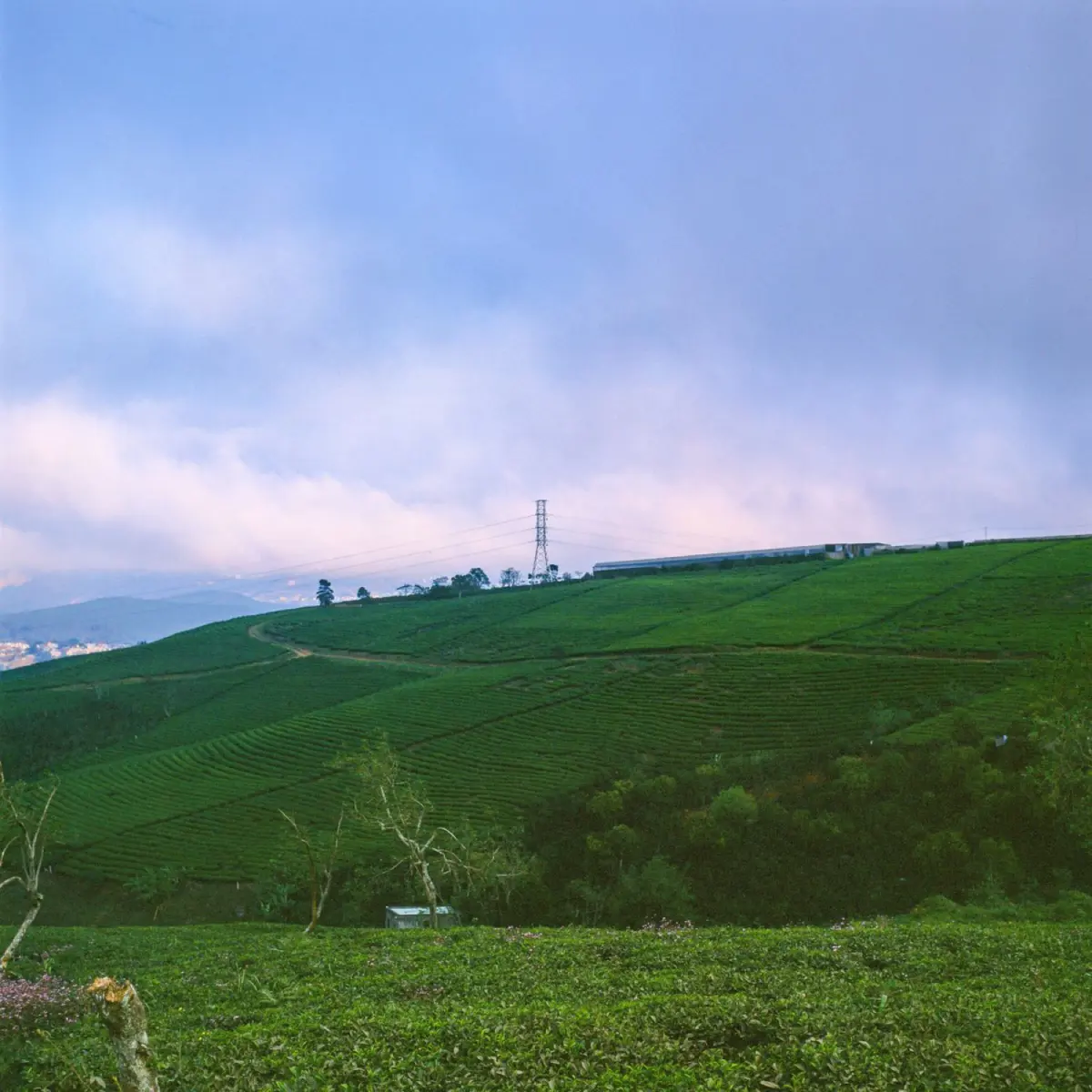 Eisai Tea and the Foundations of Japanese Tea Culture: The Monk Who Changed a Nation