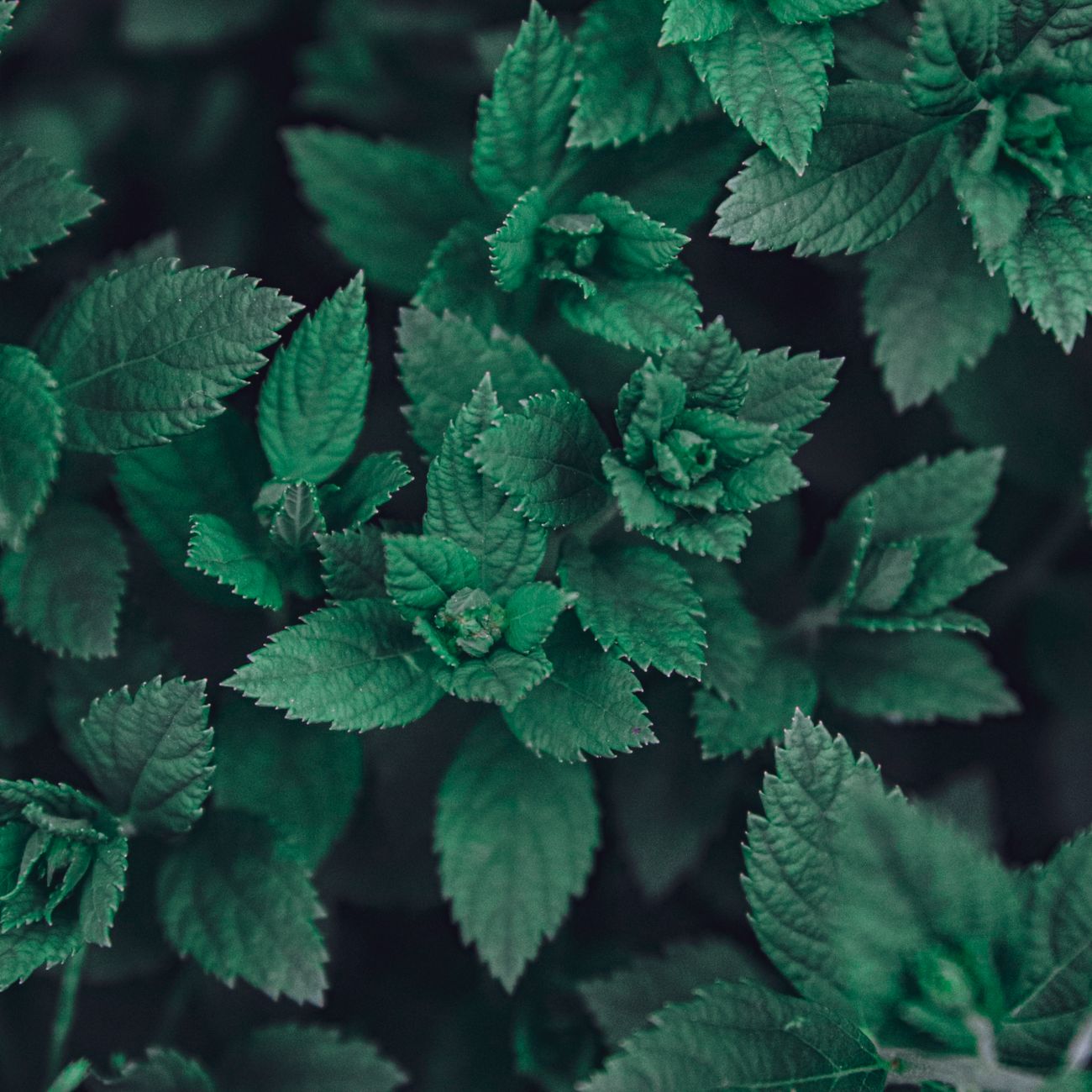 Agari Green Tea: The Meaning Behind A Cup Of Green Tea After Sushi