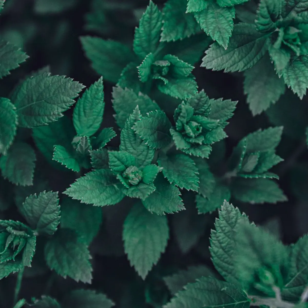 Agari Green Tea: The Meaning Behind A Cup Of Green Tea After Sushi