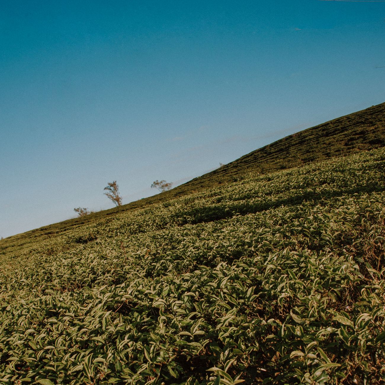 Why Matcha Is Whisked, Not Steeped: The Science and Tradition Behind the Ritual