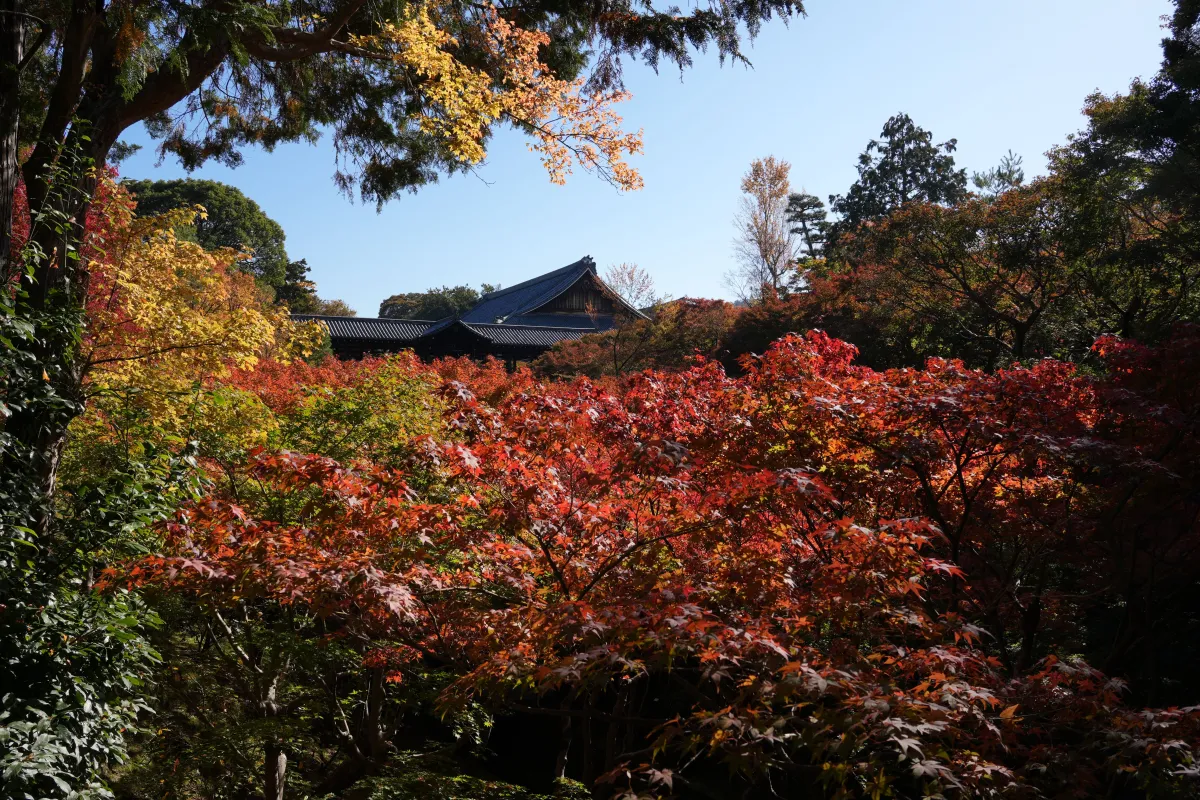 Kyoto in Autumn: Where and When to See the City's Momiji at Its Peak