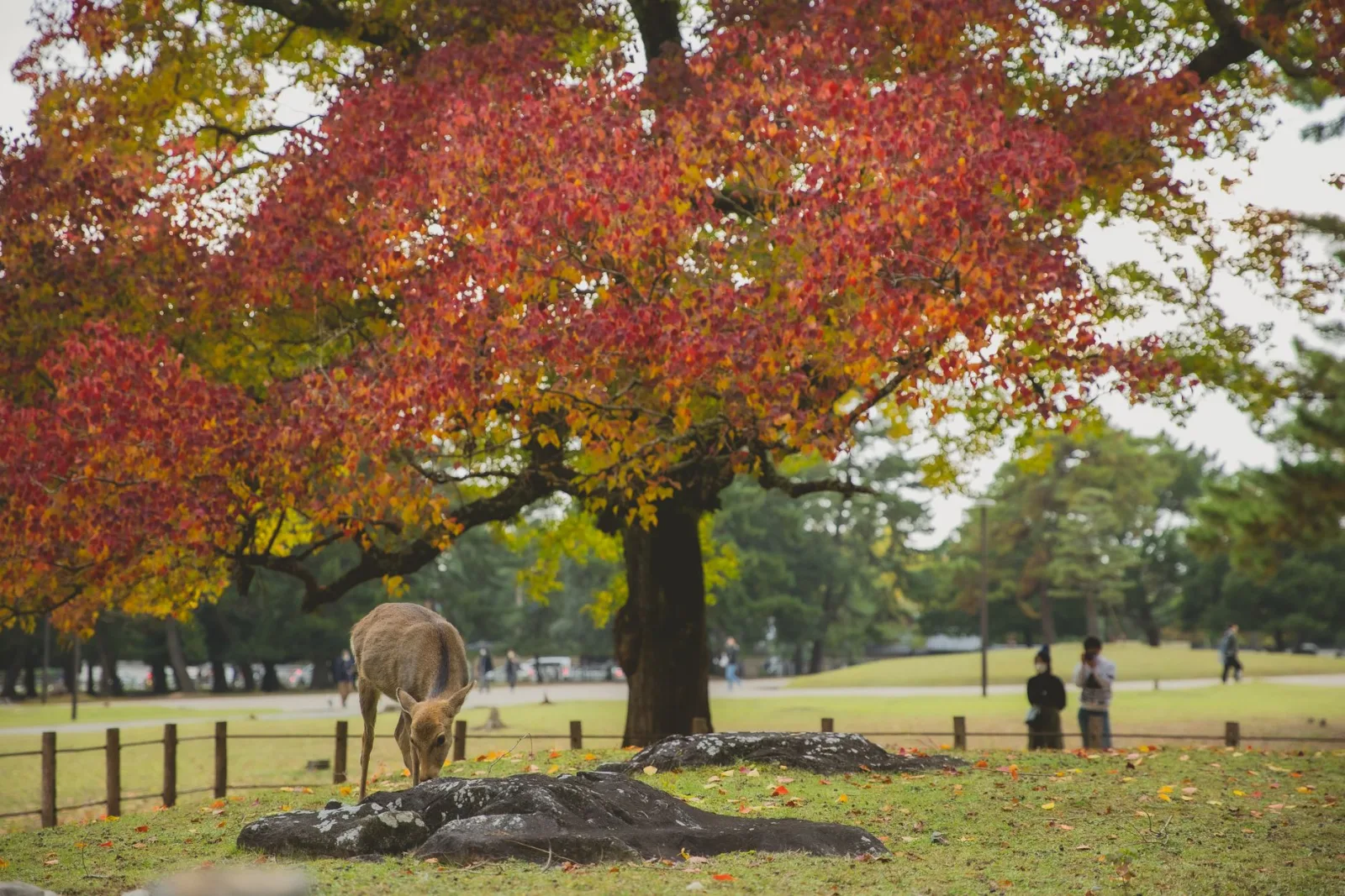 Nara in Autumn: Deer, Temples and Maples an Hour from Kyoto