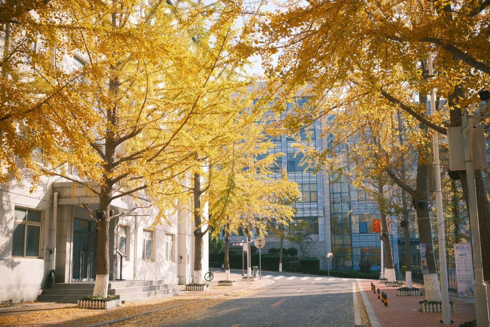Tokyo's Autumn Runs Late: Golden Ginkgo and Lantern-Lit Maples in the City