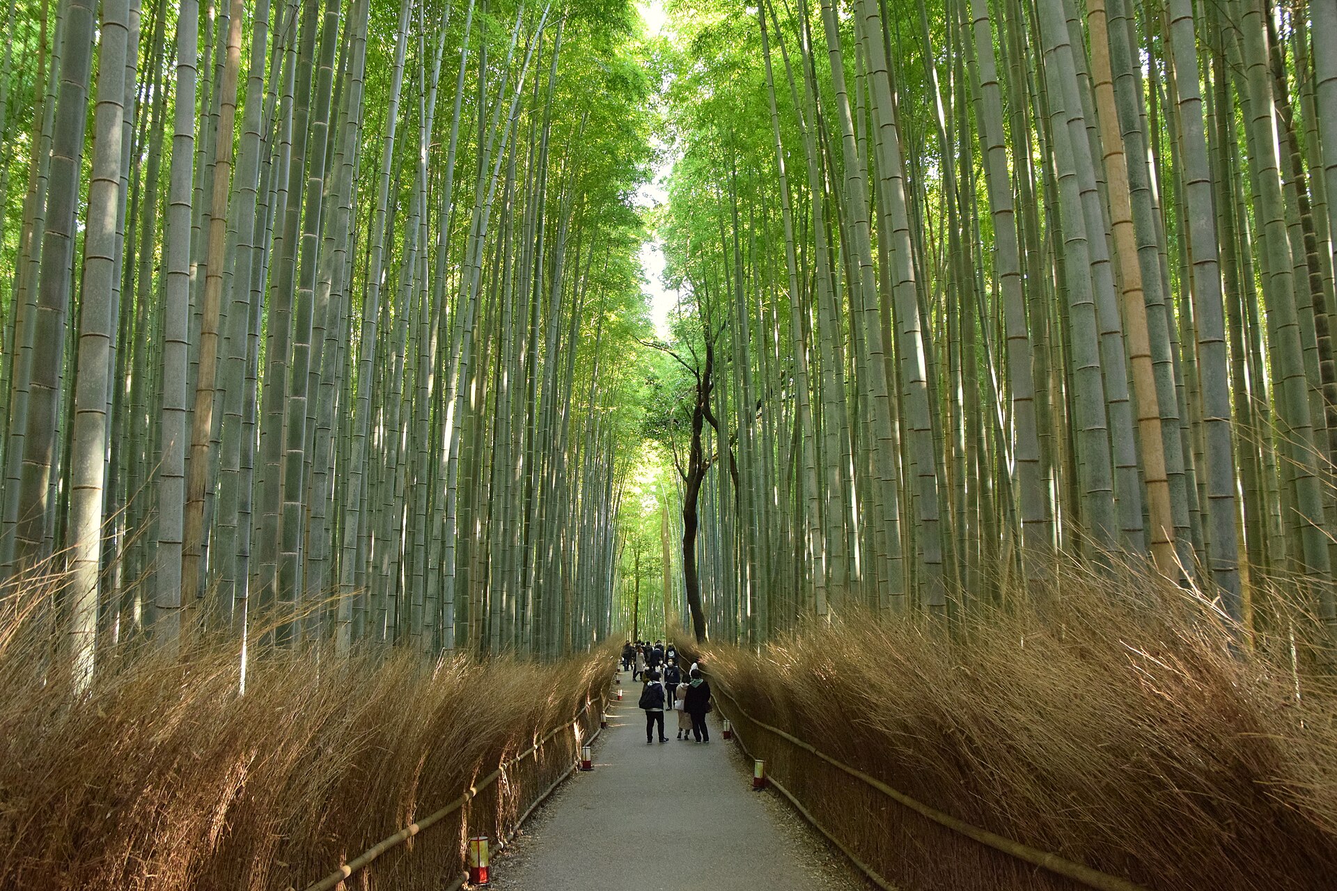Arashiyama Bamboo Grove
