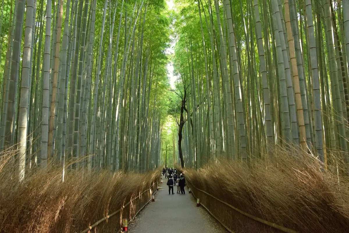 Arashiyama Bamboo Grove