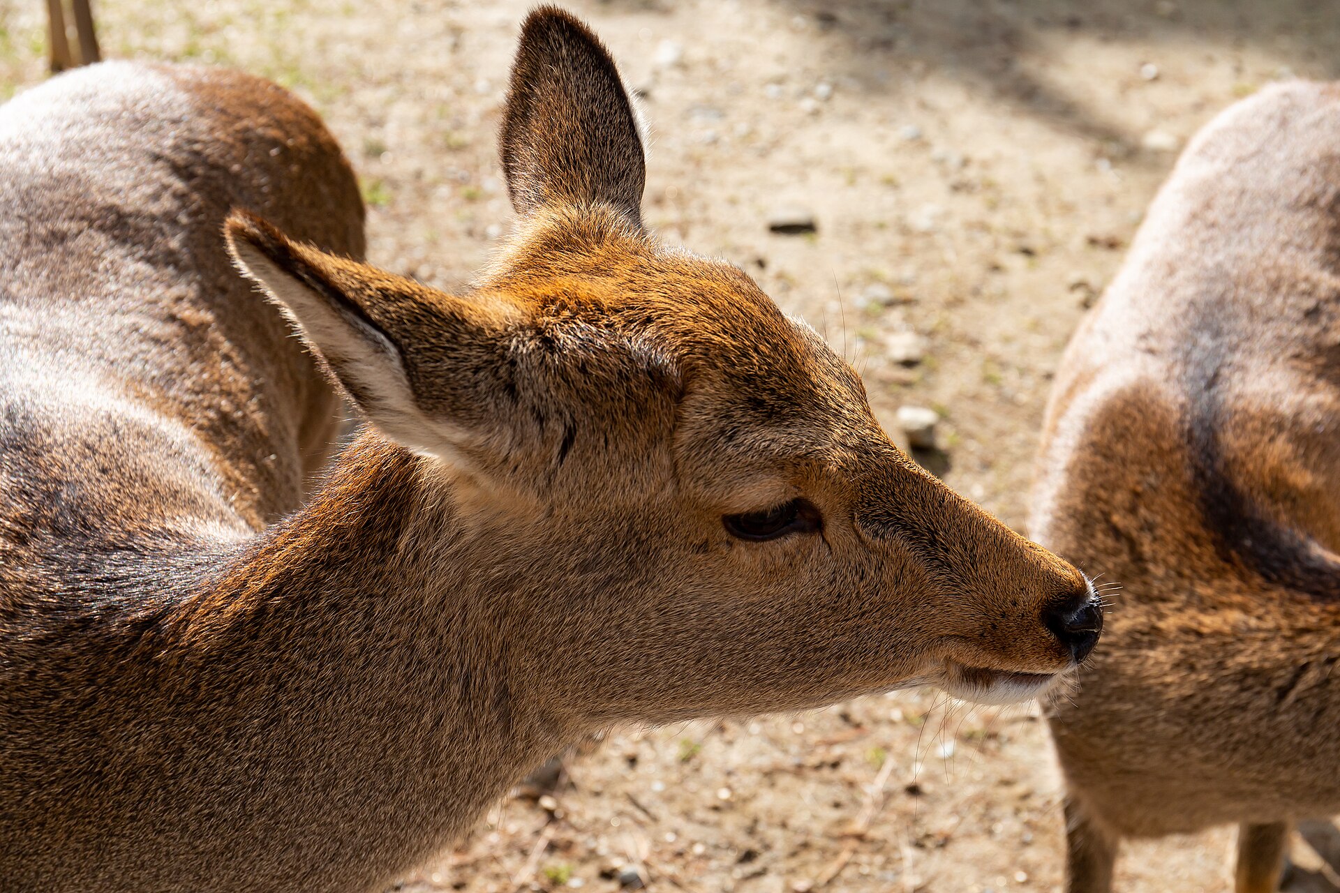 Nara Park Deer