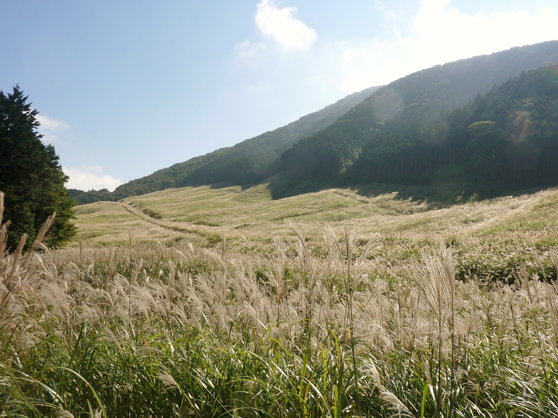 Sengokuhara Pampas Grass