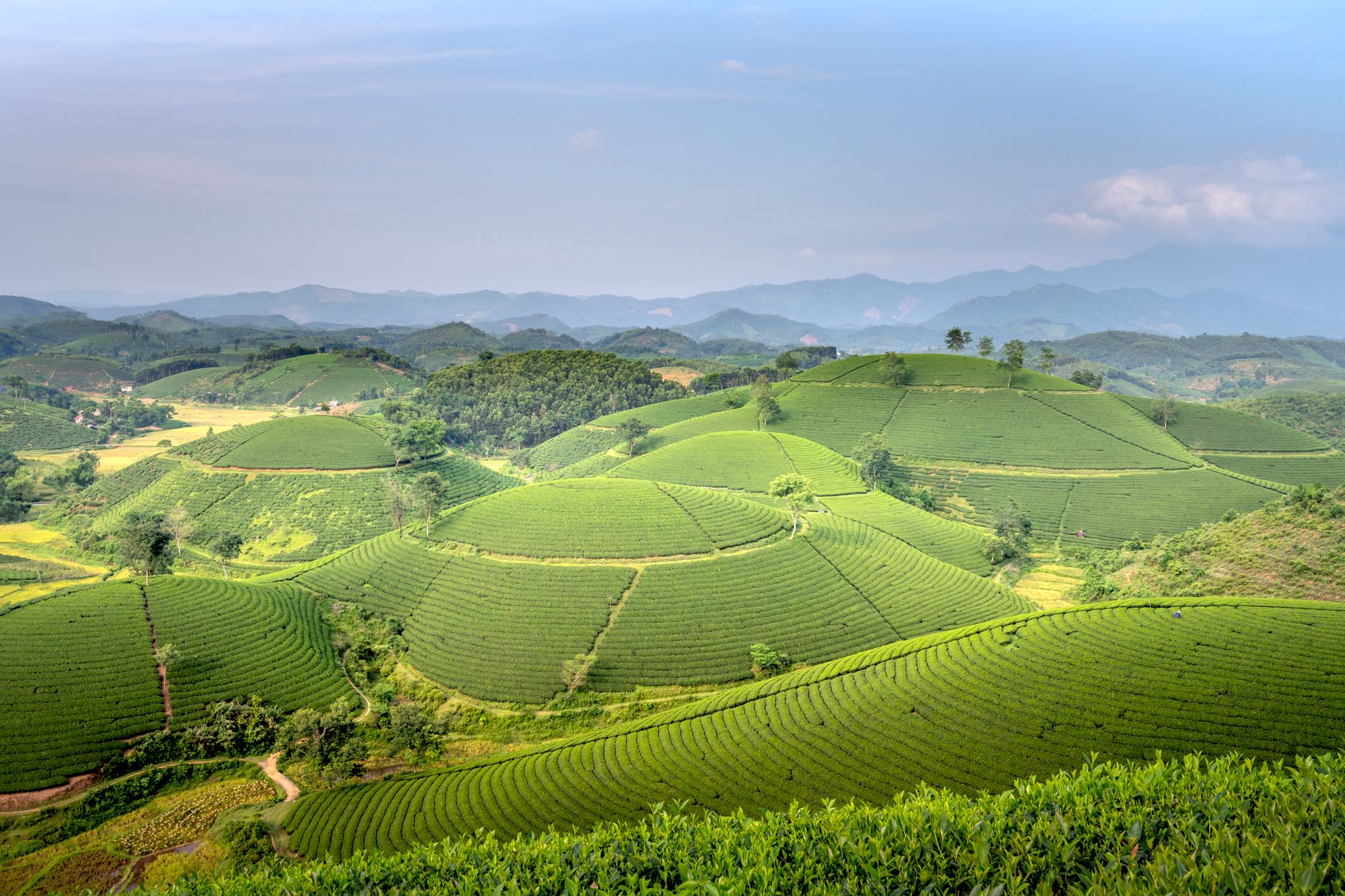 Wazuka Tea Fields